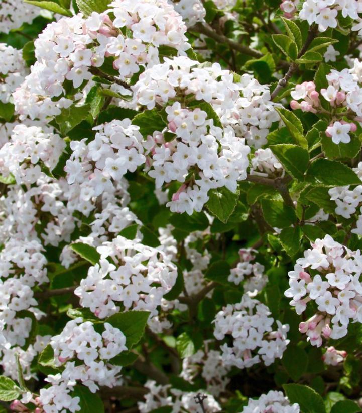 VIBURNUM CARLESII `SUGAR `N SPICE`