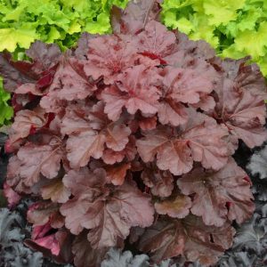 HEUCHERA PRIMO `MAHOGANY MONSTER`