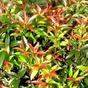 LEUCOTHOE AXILLARIS `REJOYCE`