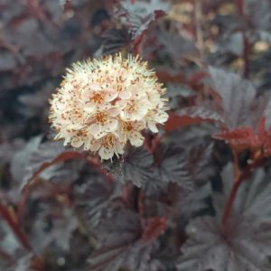 PHYSOCARPUS OP. `SUMMER WINE BLACK`