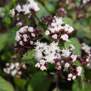 EUPATORIUM RUGOSUM `CHOCOLATE`