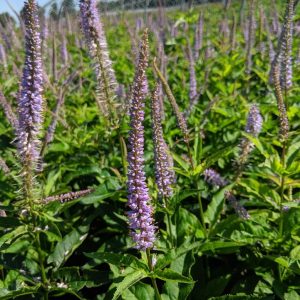 VERONICASTRUM VIRGINICUM `RED ARROW`