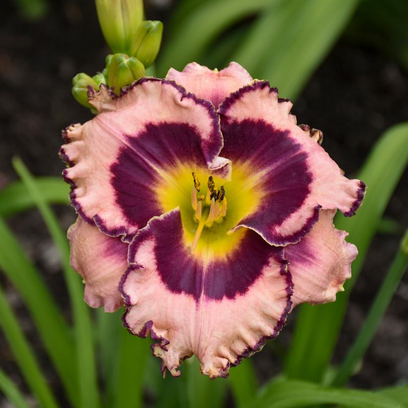HEMEROCALLIS RAINBOW RHYTHM `SOUND OF MY HEART`