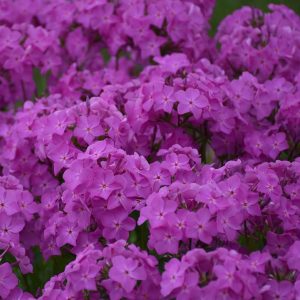 PHLOX `OPENING ACT ULTRAPINK`