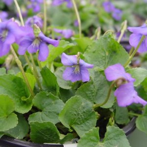VIOLA SORORIA
