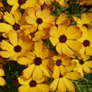 COREOPSIS PT `BUTTER RUM`