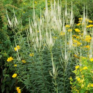 VERONICASTRUM VIRGINICUM `ALBUM`