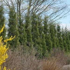 THUJA OCC. FULL SPEED A HEDGE `AMERICAN PILLAR`