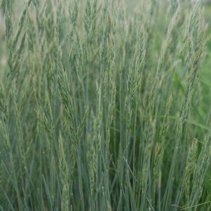 FESTUCA CINEREA `ELIJAH BLUE`