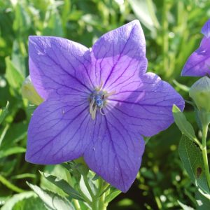 PLATYCODON GRANDIFLORUS `ASTRA BLUE`