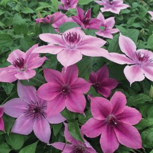 CLEMATIS `ROSALIE DONAHROS`