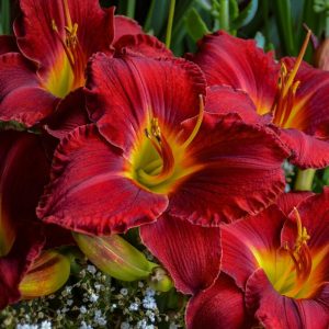 HEMEROCALLIS `PRAIRIE WILDFIRE`