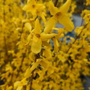 FORSYTHIA X INTERMEDIA `LYNWOOD GOLD`