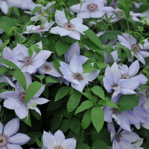 CLEMATIS `BERNADINE`