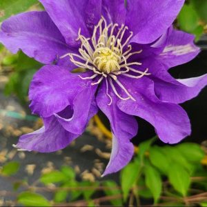 CLEMATIS `OLYMPIA`