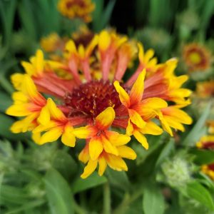 GAILLARDIA SPINTOPT `MARIACHI COPPER SUN`