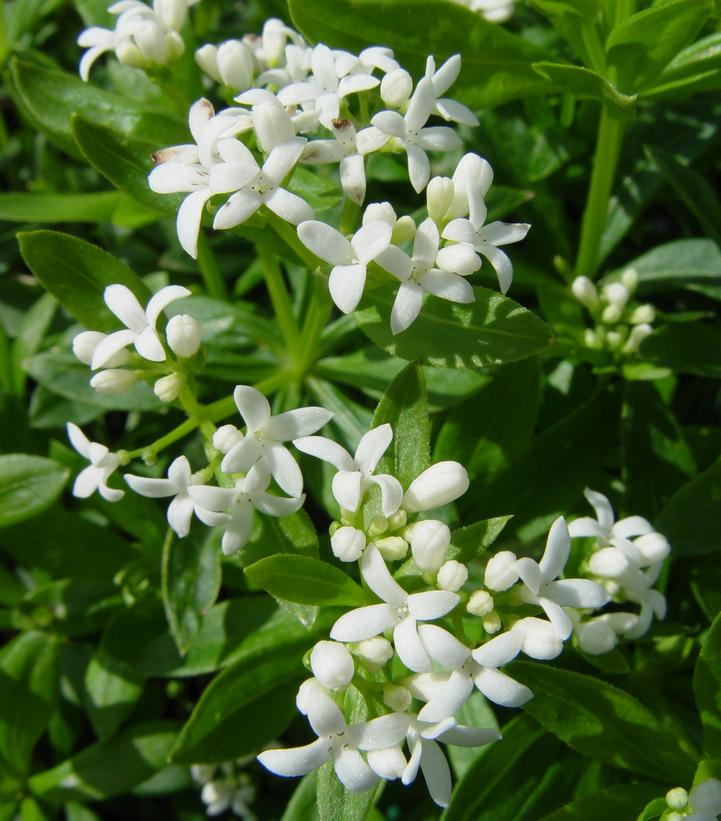 GALIUM ODORATUM - SWEET WOODRUFF