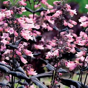 PENSTEMON DAKOTA `BURGUNDY`