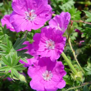 GERANIUM `MAX FREI`