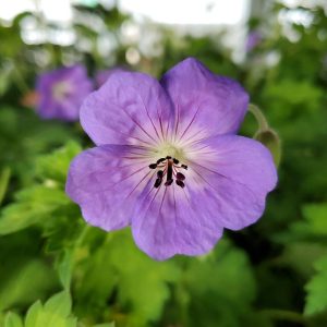GERANIUM `ROZANNE`