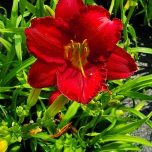 HEMEROCALLIS `CHICAGO APACHE`