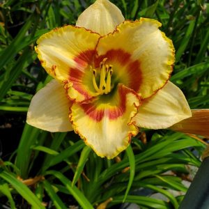 HEMEROCALLIS `CUSTARD CANDY`