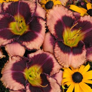 HEMEROCALLIS `DARING DECEPTION`