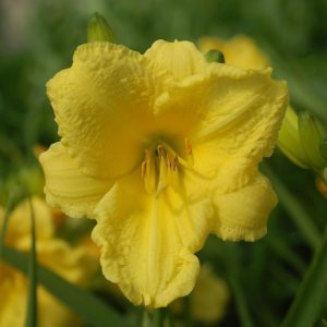 HEMEROCALLIS `HAPPY RETURNS`