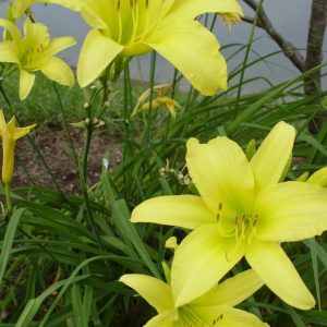 HEMEROCALLIS `HYPERION` - YELLOW