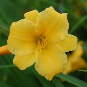 HEMEROCALLIS `STELLA D`ORO` - YELLOW