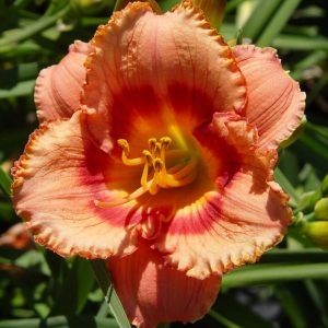 HEMEROCALLIS `STRAWBERRY CANDY`