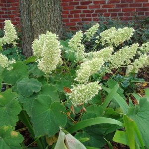 HEUCHERA VILLOSA `AUTUMN BRIDE`