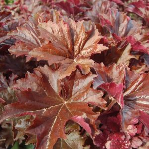 HEUCHERA VILLOSA `BRONZE WAVE`