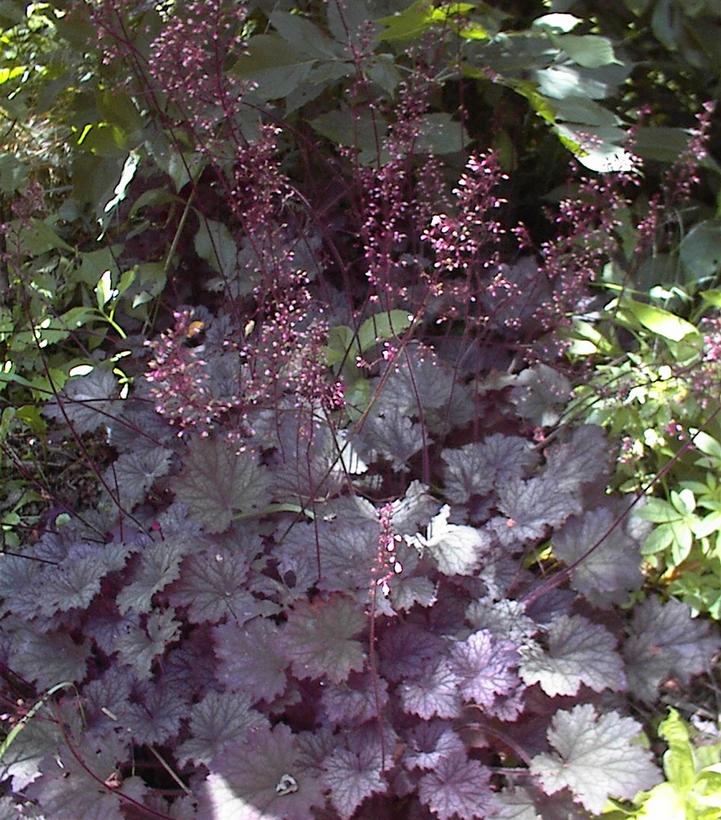 HEUCHERA `FROSTED VIOLET`