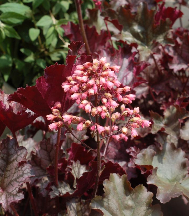 HEUCHERA `PLUM PUDDING`