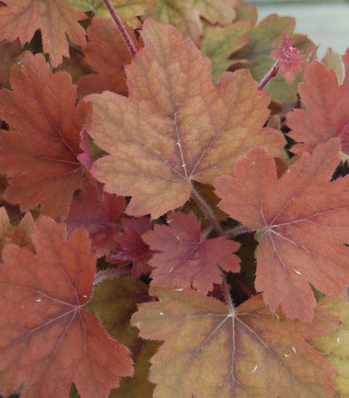 HEUCHERELLA `SWEET TEA`