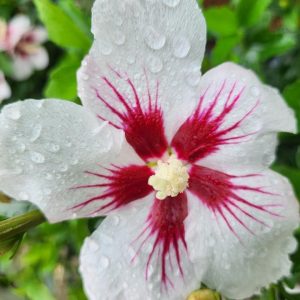 HIBISCUS SYR. `LIL` KIM`