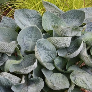 HOSTA `BIG DADDY`