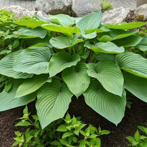 HOSTA SHADOWLAND `EMPRESS WU`