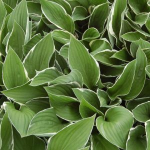 HOSTA `FRANCEE`
