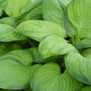 HOSTA `GUACAMOLE`