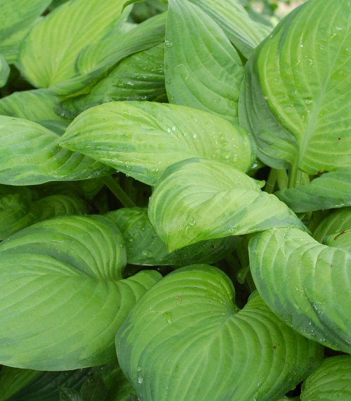 HOSTA `GUACAMOLE`