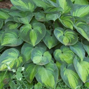 HOSTA TARDIANA `JUNE`