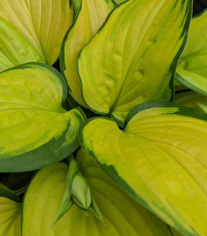 HOSTA `STAINED GLASS`