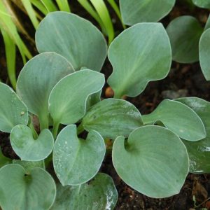 HOSTA `BLUE MOUSE EARS`