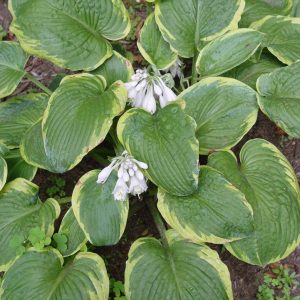 HOSTA `FRANCES WILLIAMS`