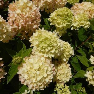 HYDRANGEA PAN. `LITTLE LIME`