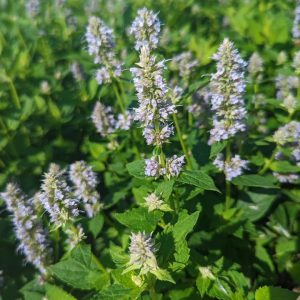 AGASTACHE X `BLUE FORTUNE`