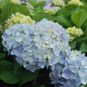 HYDRANGEA M `ENDLESS SUMMER`
