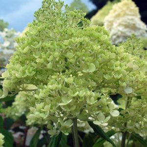 HYDRANGEA PAN. `LIMELIGHT`